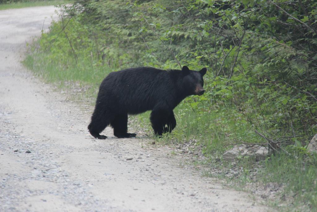 Bear Paw Lodge Голден Екстер'єр фото